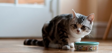 a diabetes mellitus kezelése macskák népi jogorvoslatok)