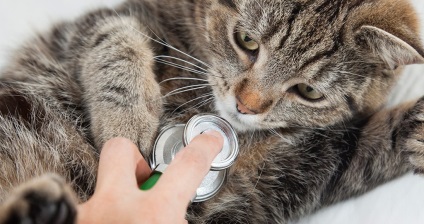 diabétesz kezelésére macskák népi jogorvoslati