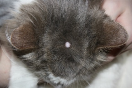 Papillomavírus okozza a macskák, a diagnózis és a kezelés a betegség