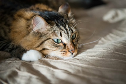 Papillomavírus okozza a macskák, a diagnózis és a kezelés a betegség
