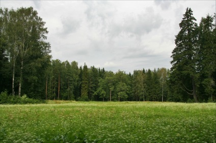 Pavlovsky park területén ünnepélyes terén, nyír