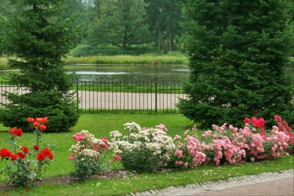 Pavlovsky park területén ünnepélyes terén, nyír