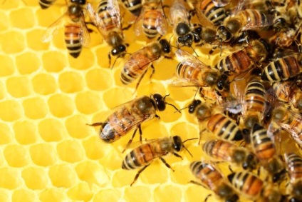 Bee család összetétele, az élet és a felelősség