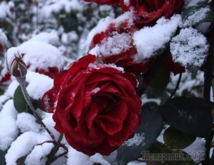 Telelő rózsák feketére után a tél, és a többi negatív következmények