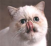 Perzsa macskaeledel - macska fajták