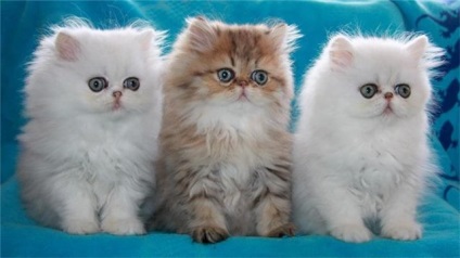 Perzsa macska fajta, jellem és gondozás - macskakiállításon