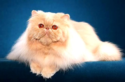 Perzsa macska fajta, jellem és gondozás - macskakiállításon