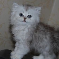 Perzsa csincsilla macska fajta - szól macskák és macskák szeretettel