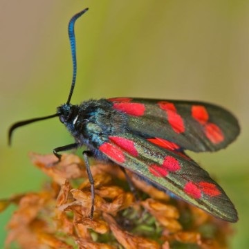 Csüngőlepkefélék - rosszindulatú pillangó a kertekben