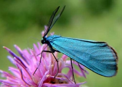 Csüngőlepkefélék fényes pillangó károsítása kert