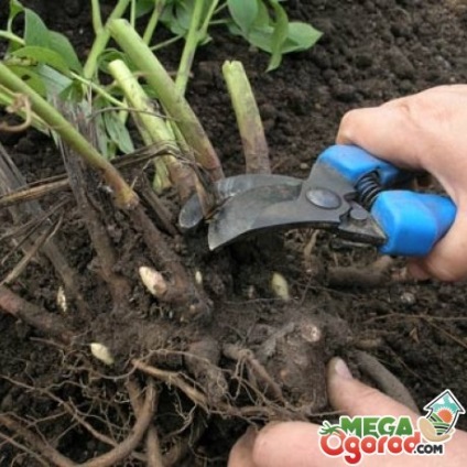 Bazsarózsa molochkotsetkovy szabályok termesztés kerti díszek és a népi orvosság