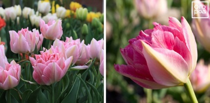 Peony- tulipánok - Fotók és leírások a top 10 fajta virágágyás ()