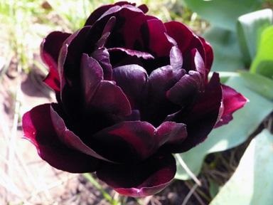 Peony- tulipán luxus a virágágyásba (Peony-) Peony- tulipán luxus a virágágyásba