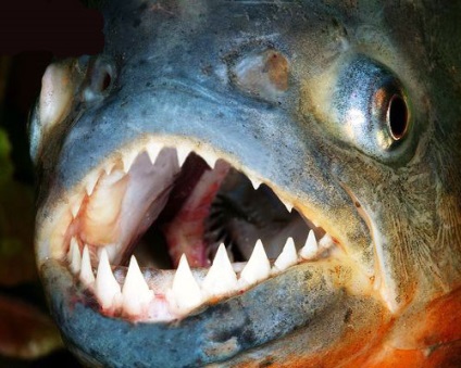 Piranhák, fotók (folyók Dél-Amerika) Piranhák, fotók