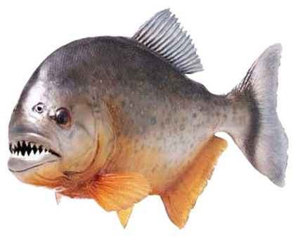 Piranhák, fotók (Piranha) Piranhák, fotók