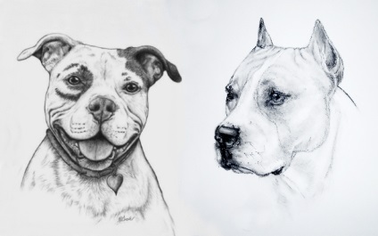 Pit Bull és staffordshire terrier különbségek és hasonlóságok (terrier) Pit Bull Terrier és Staffordshire Terrier különbségek és hasonlóságok