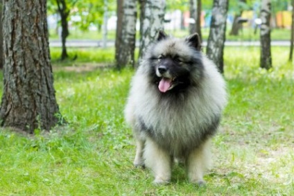 Kennel kutyák és macskák