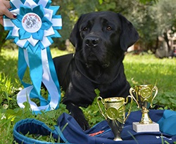 Kennel labrador tierni