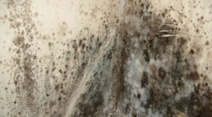 Mould üvegházban nevelt uborka, fehér, szürke, miért penészes gyümölcsöt, kezelés, fotó, video (penész) Mould üvegházban nevelt uborka, fehér, szürke, miért penészes gyümölcsöt, kezelés, fotó, videó