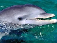 Miért cápák félnek delfinek miért cápák annyira félt a delfinek