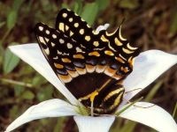 Miért, miért pillangók különböző lepkék festett másképp