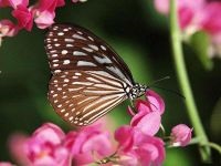 Miért, miért pillangók különböző lepkék festett másképp