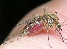 Miért szúnyog vinnyog gyermek enciklopédia
