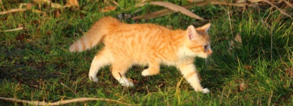 Miért macskák nem esik teherbe a párzás után, mit kell tenni