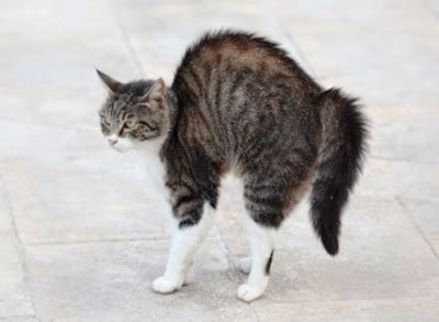 Miért macskák arch hátukon