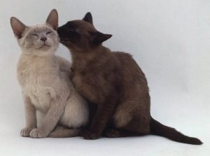 Miért egy macska csóválja a farkát, macska asszisztens