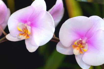 Miért nem virágoznak orchidea, oka, hogy javítsa