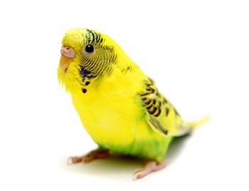 Miért növekszik csőr papagáj