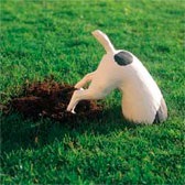 Miért kutyák ásni a talajt a kezdők, kutya magazin