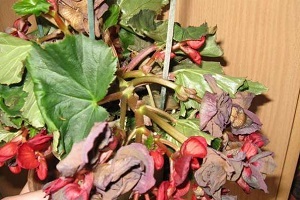 Miért begónia száraz levelek, mit kell tenni, hogyan lehet megakadályozni