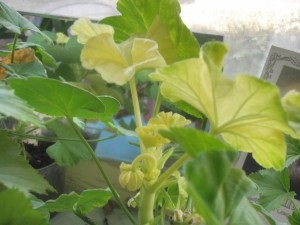 Miért levelek sárgulnak muskátli szobanövények