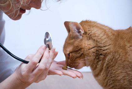 Miért macskák meleg fül, fej, száraz orr és mit kell tenni