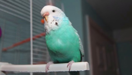 Miért hullámos papagáj eszi ürülék - az állatvilágban