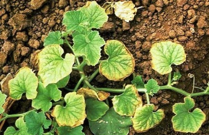 Miért levelek sárgulnak a uborka kiváltó okok és a lehetséges megoldásokat