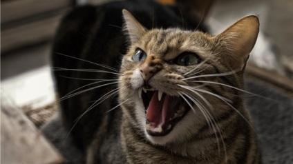Miért dühös macska körül a macskát