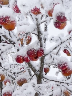 Felkészülés a téli almafa, mint egy menedéket, hogy elkerülje fagyrepedés