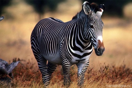 Stripes zebra