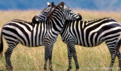 Stripes zebra