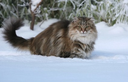Félig Macskák 1 (cat) Félig Macskák 1