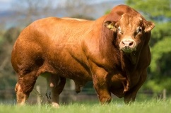 Breed tehén limuzin leírás, jellemzők, képeket és az értékeléseket a gazdák