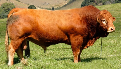 Breed tehén limuzin leírás, jellemzők, képeket és az értékeléseket a gazdák