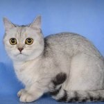Kóbor macskák Breed skót (55 fotó) jellemzői és műszaki adatai, skót pryamouhie mi