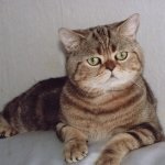 Kóbor macskák Breed skót (55 fotó) jellemzői és műszaki adatai, skót pryamouhie mi