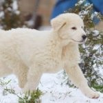 Maremma kutyák számára (60 fotó) olasz, Abruzzi Shepherd kölykök Maremma, leírás, videó