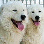 Maremma kutyák számára (60 fotó) olasz, Abruzzi Shepherd kölykök Maremma, leírás, videó