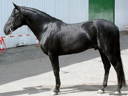 Kabarda fajta ló (lovas szán) - lovak, lovászok,